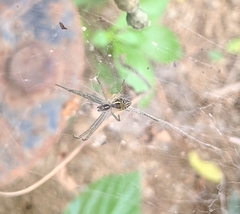 Cyrtophora cicatrosa