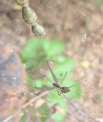 Cyrtophora cicatrosa