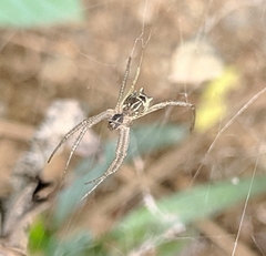 Cyrtophora cicatrosa