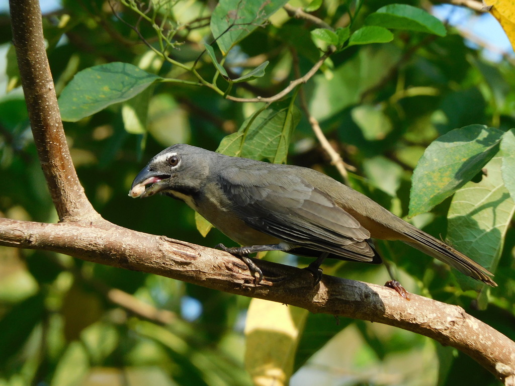 Olive-grey Saltator