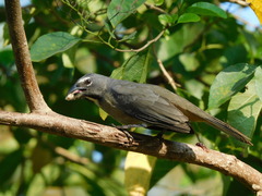 Caribbean Grey Saltator photo 5