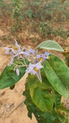 Solanum paniculatum