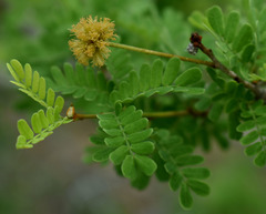 Archidendropsis basaltica
