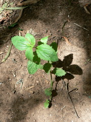 Lantana rugosa