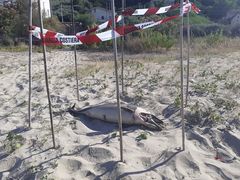 Tursiops truncatus