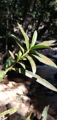 Podocarpus brasiliensis