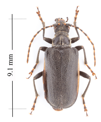 Brachysomida bivittata (Say, 1824)