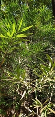 Podocarpus brasiliensis
