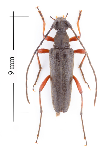 Tawny-legged Long-horned Beetle