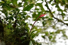 Billbergia distachia