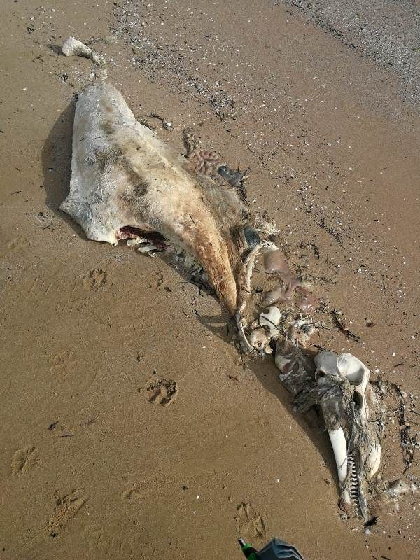 Tursiops truncatus<br>05 May, 2020