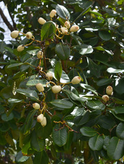Syzygium forte