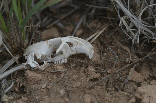 Southern Plains Woodrat