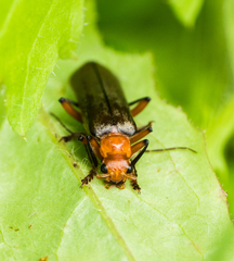 Pacificanthia consors