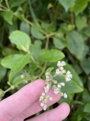 Ceanothus caeruleus
