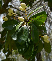 Syzygium forte