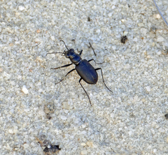 Cicindela nigrior