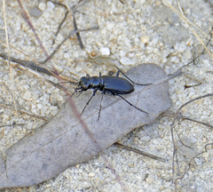 Cicindela nigrior