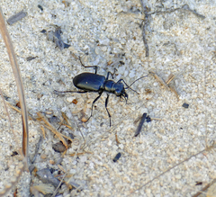 Cicindela nigrior