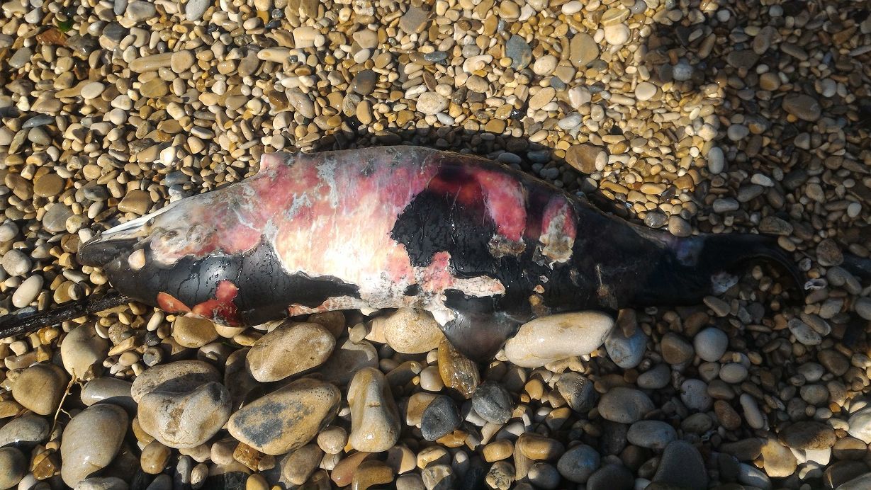 Tursiops truncatus<br>07 June, 2020