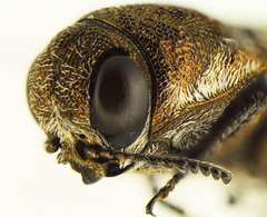 Agrilus falli