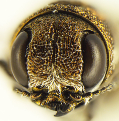 Agrilus falli