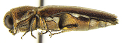 Agrilus falli