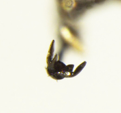 Agrilus falli