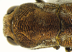 Agrilus falli
