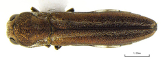 Agrilus falli