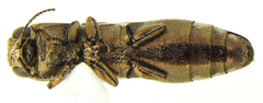 Agrilus falli