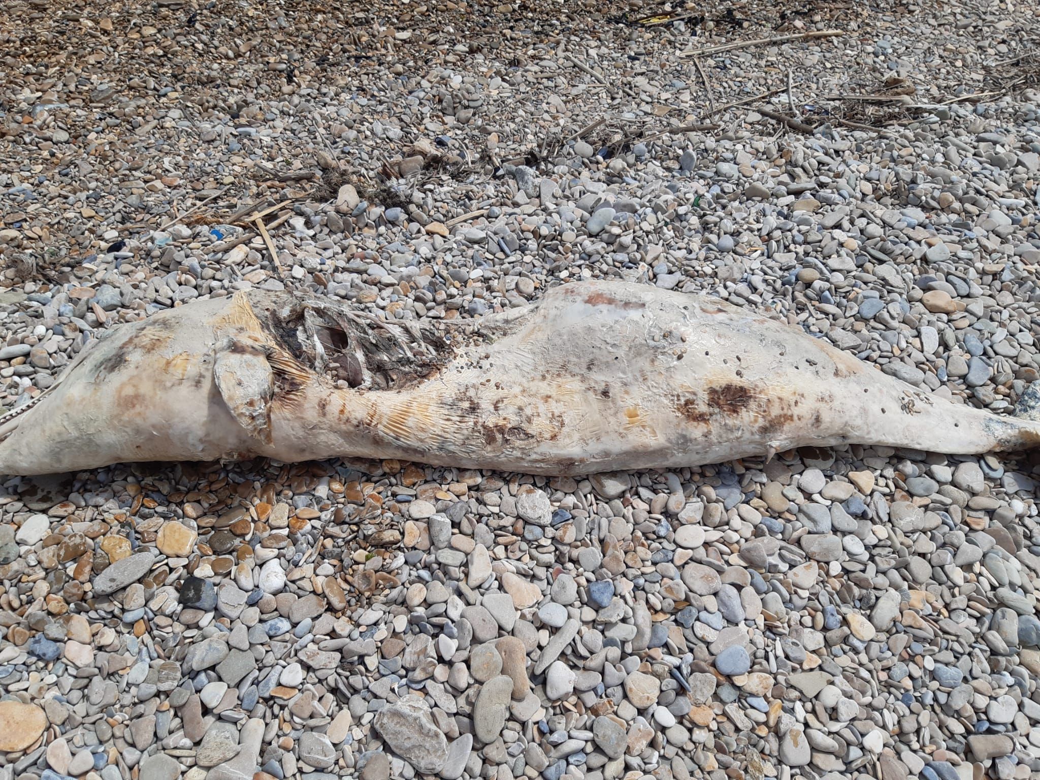 Tursiops truncatus<br>14 July, 2020