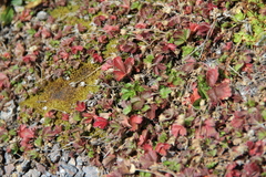 Potentilla gelida