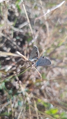 Hemiargus ceraunus