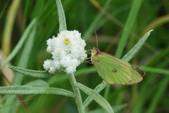 Colias interior