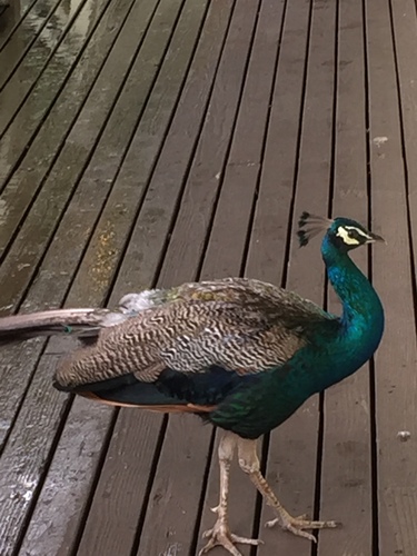Pavo muticus observed 2018-08-09