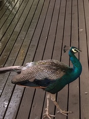 Pavo cristatus × muticus