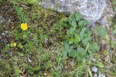 Potentilla gelida