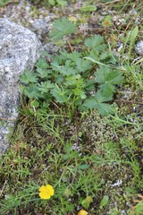 Potentilla gelida