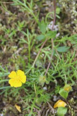 Potentilla gelida