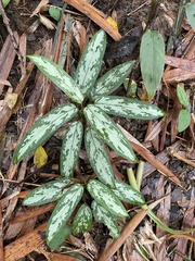 Aglaonema