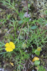 Potentilla gelida