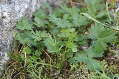 Potentilla gelida