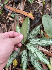 Aglaonema