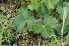 Potentilla gelida