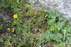 Potentilla gelida
