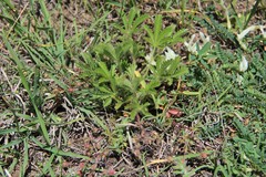 Potentilla humifusa