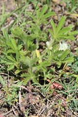 Potentilla humifusa