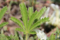 Potentilla humifusa