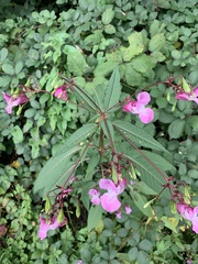 Impatiens glandulifera